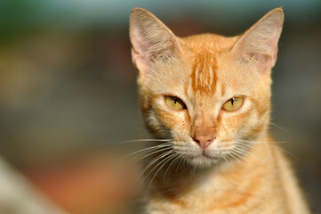 Fototapeta na wymiar Close up of yellow domestic cat at outdoor