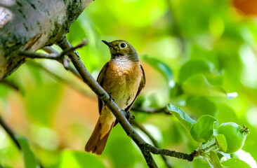 Bird redstart ordinary close-up in summer on the branch of an apple tree against the background of green foliage