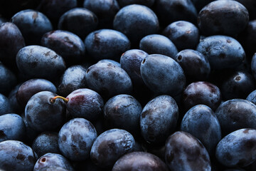 Background is bright and ripe plums, beautiful and delicious fruits.