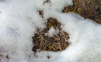 Melted snow on the background of last year's dry grass close-up in spring