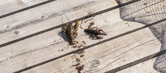 River crayfish on the pier boards close-up in summer