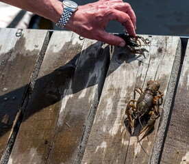 River crayfish on pier boards close-up and a man's hand in summer