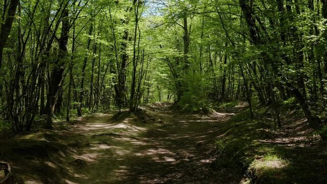 The North Caucasus. Forest in the valley of the river Zhane. Forest road near the medieval Adyghe mounds. Aerial view.