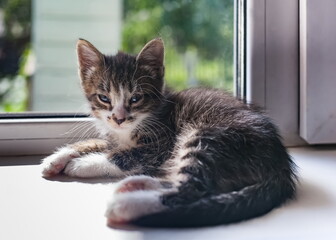 A small kitten on a white windowsill in close-up against a background of greenery in summer