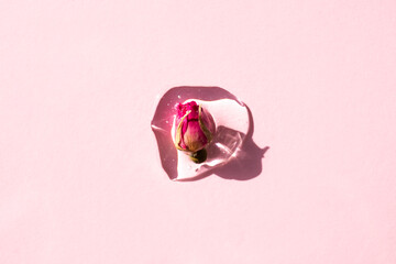 Natural rose bud in a drop of moisturizing essence on a pink background. Natural cosmetic. View...