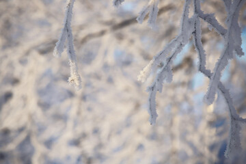 Hoarfrost on trees