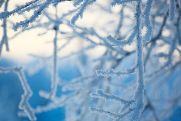 Hoarfrost on trees