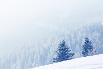 Winter mountain forest in snow