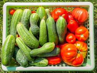 Fresh green cucumbers and red tomatoes in a plastic container close-up on the background of grass in summer