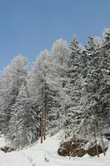 Winter mountain forest in snow