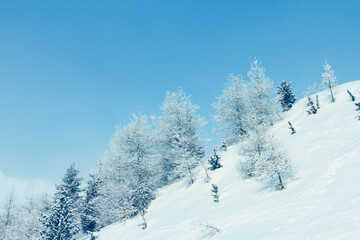 Winter mountain forest in snow