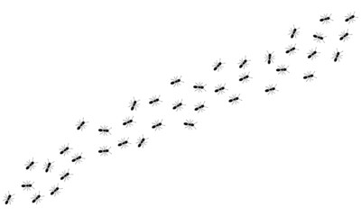 Aint trail. Ant column. Black insect silhouettes trip. Teamwork, hard work concept.