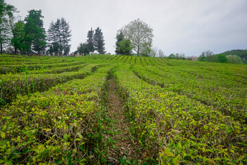 Fototapeta na wymiar Beautiful tea plantation in the mountains of Sochi