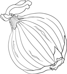 Hand drawn vector onions on a white background. Sketch of food. Spice. Whole vegetable. Botanical illustration. Coloring pages