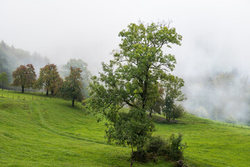 Fototapeta premium Autumm thebright colors in the forest