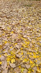 autumn leaves background