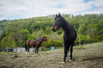 Horses grazes on a meadow in the village