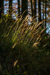 Autumm thebright colors in the forest