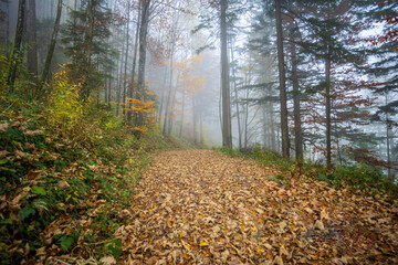 Autumm thebright colors in the forest