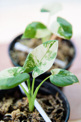 Closeup to little fresh Alocasia macrorrhizos  