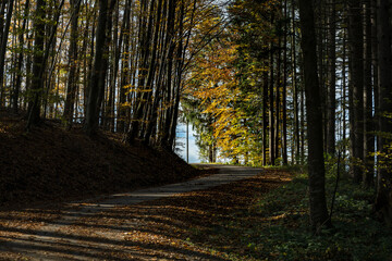 Autumm thebright colors in the forest