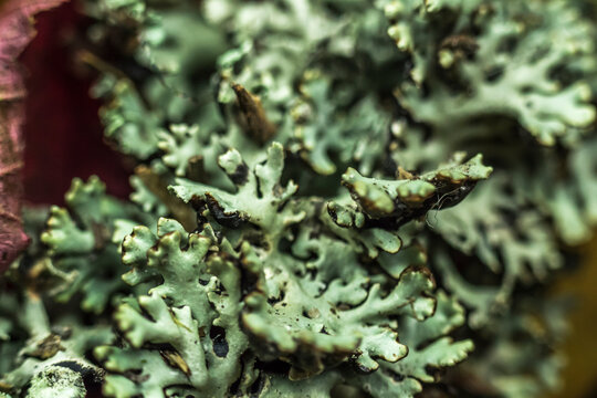 Macro Aufnahmen von Baumflechten