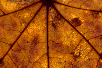 Herbstfarben von Blätter in Macro Aufnahmen