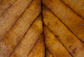 Herbstfarben von Blätter in Macro Aufnahmen