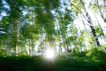 Fototapeta na wymiar sun rays through the forest