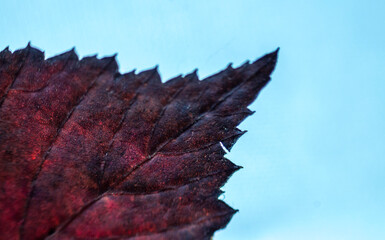 Herbstfarben von Blätter in Macro Aufnahmen
