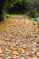 Fallen autumn leaves in the forest. Selective focus.