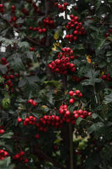 Obraz premium Bacche rosse autunnali