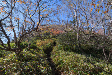 秋の五色山の登山道