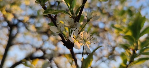 The gardens are blooming