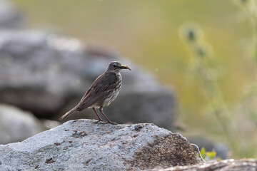 European Rock Pipit Anthus petrosus sitting and feeding on Brittany Coast