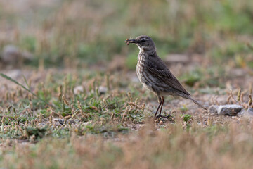 European Rock Pipit Anthus petrosus sitting and feeding on Brittany Coast