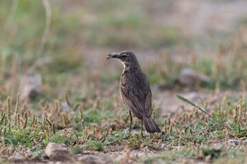 Fototapeta premium European Rock Pipit Anthus petrosus sitting and feeding on Brittany Coast