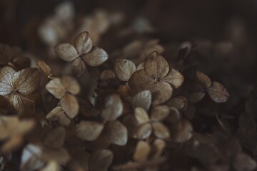 dry brown hydrangea flowers close-up