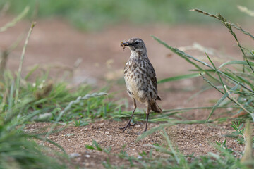 European Rock Pipit Anthus petrosus sitting and feeding on Brittany Coast