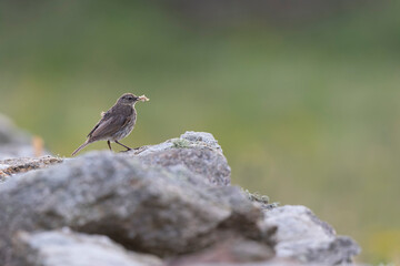 European Rock Pipit Anthus petrosus sitting and feeding on Brittany Coast