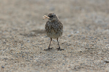 European Rock Pipit Anthus petrosus sitting and feeding on Brittany Coast