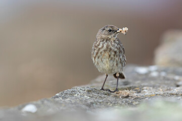 European Rock Pipit Anthus petrosus sitting and feeding on Brittany Coast