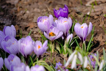 crocuses in the garden