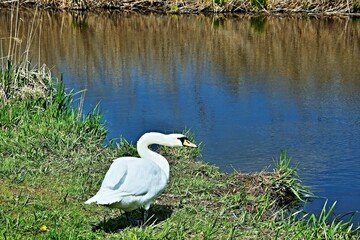 Swan by the water