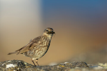 European Rock Pipit Anthus petrosus sitting and feeding on Brittany Coast