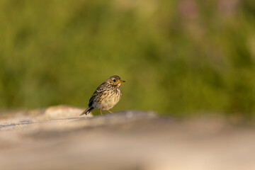 European Rock Pipit Anthus petrosus sitting and feeding on Brittany Coast