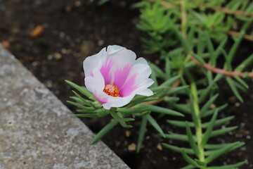 初夏の庭に咲く白とピンクの複色のマツバボタンの花