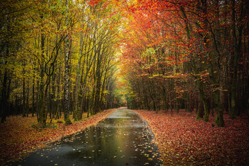 Fototapeta premium Herbst Wald Natur im Laubwald