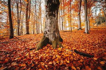 Herbst Wald Natur im Laubwald