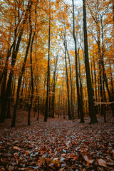 Herbst in den Hamburger Bergen